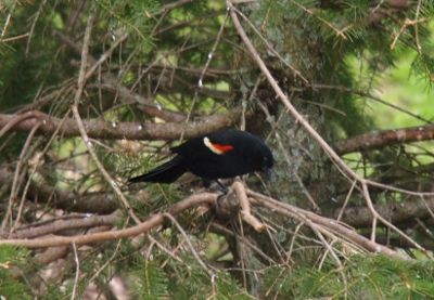 [A black bird with some red and a white stripe on its wing perched in a tree.]